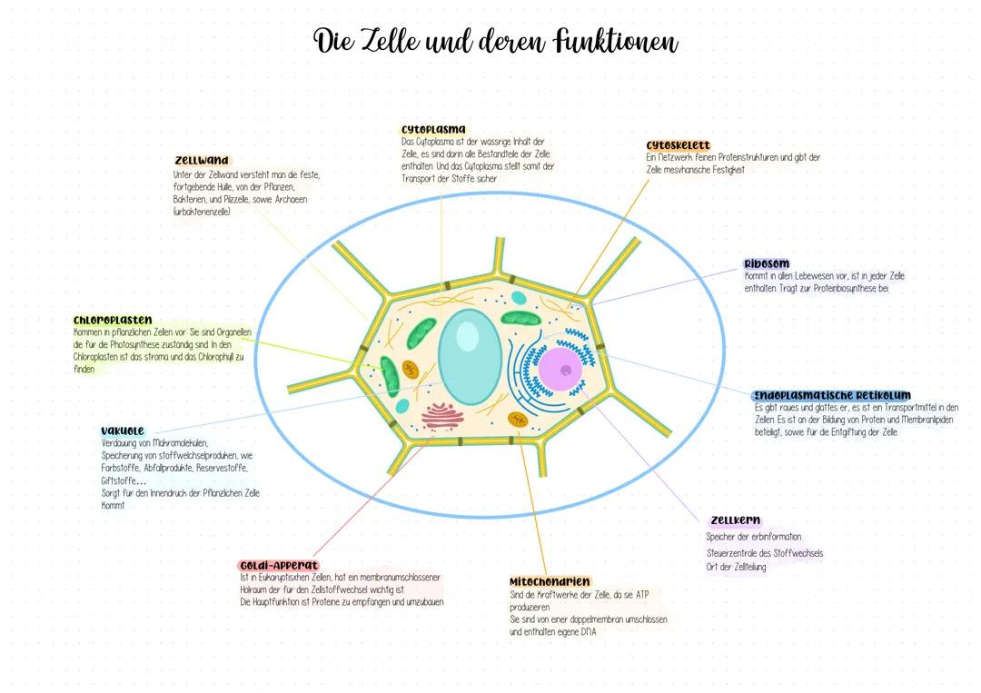 Zellenaufbau 