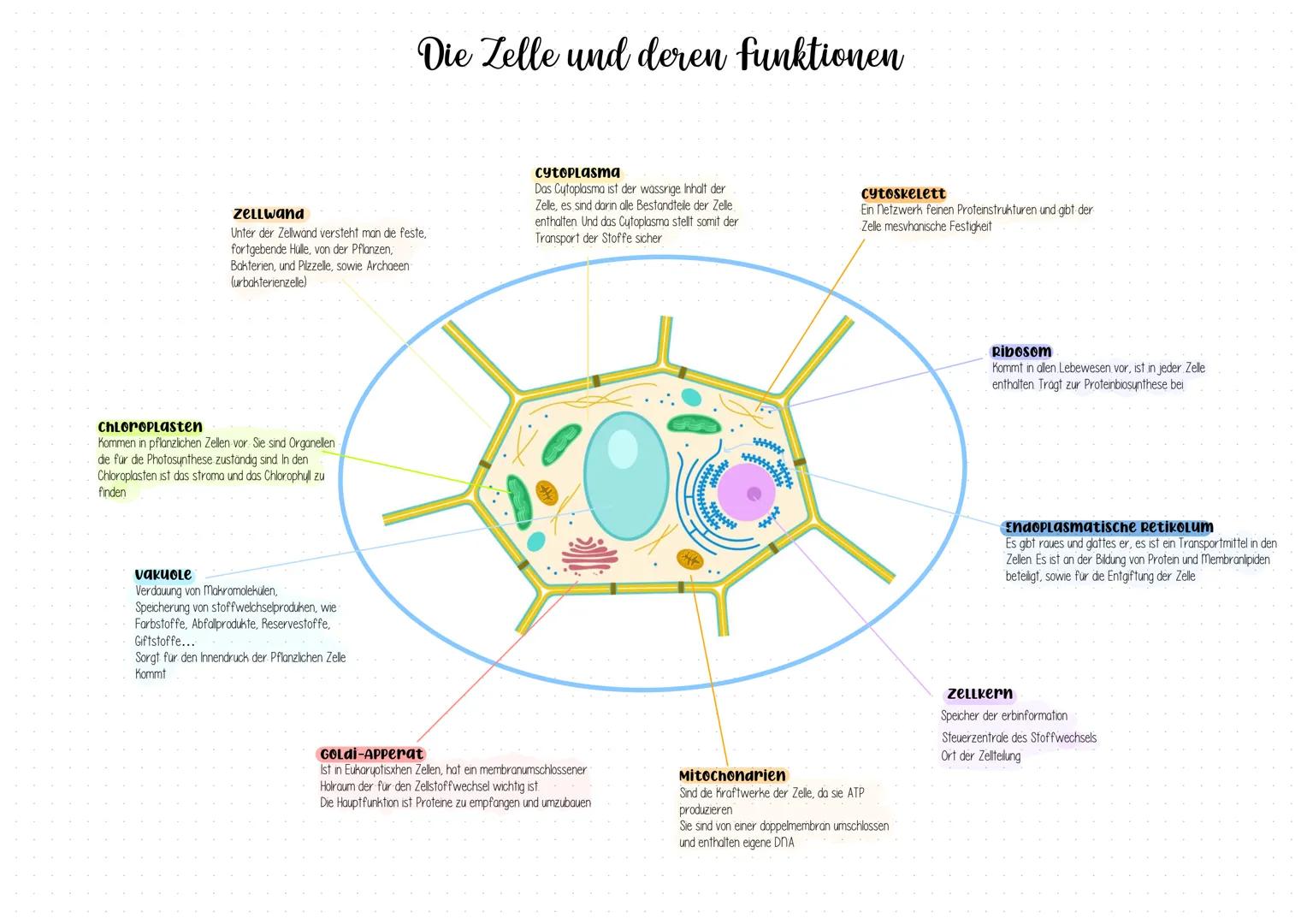 # Die Zelle und deren funktionen

Zellwand
Unter der Zellwand versteht man die feste,
fortgebende Hülle, von der Pflanzen,
Bakterien, und Pi