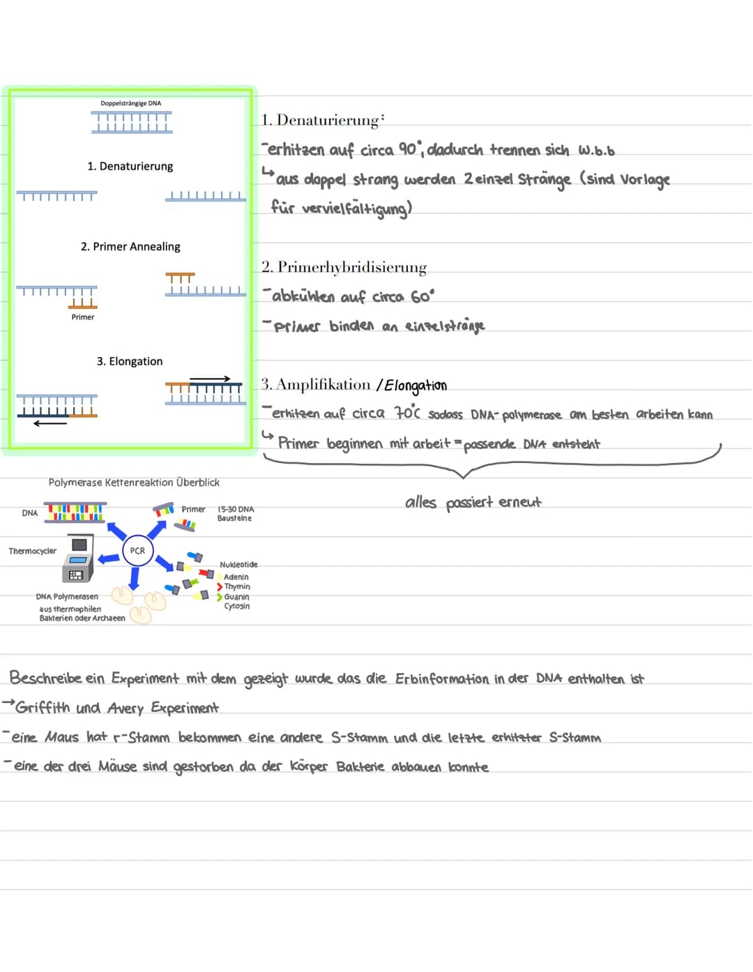 DNA
Thermocycler
Doppelsträngige DNA
1. Denaturierung
Primer
E
2. Primer Annealing
Polymerase Kettenreaktion Überblick
3. Elongation
DNA Pol