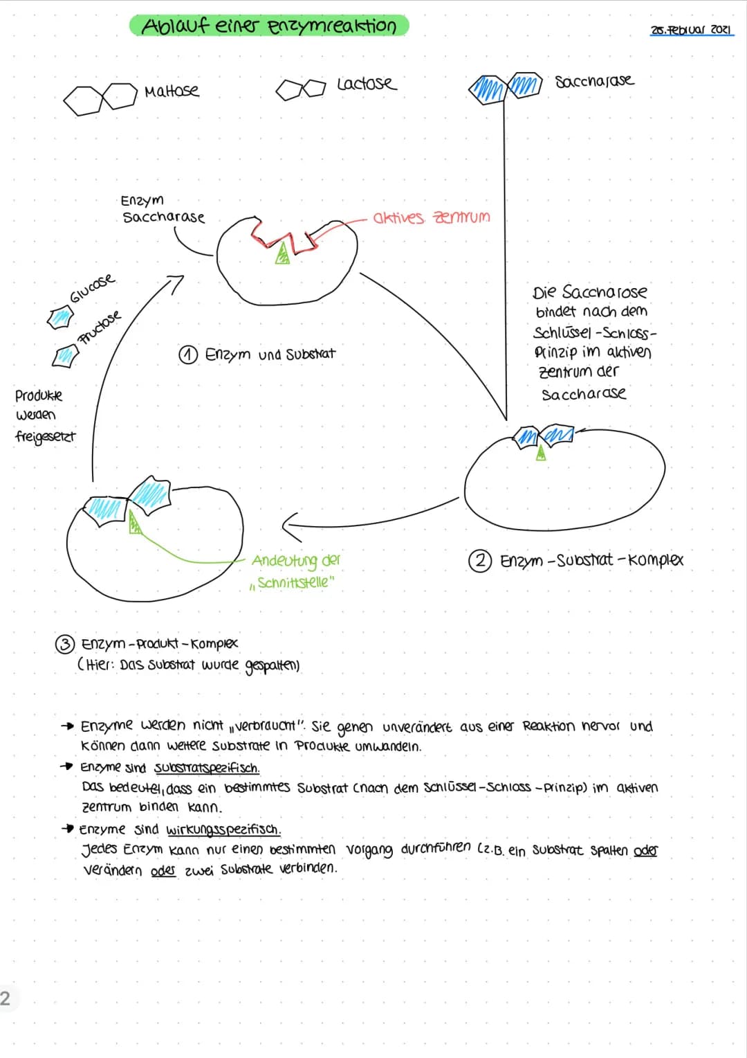 Enzyme 