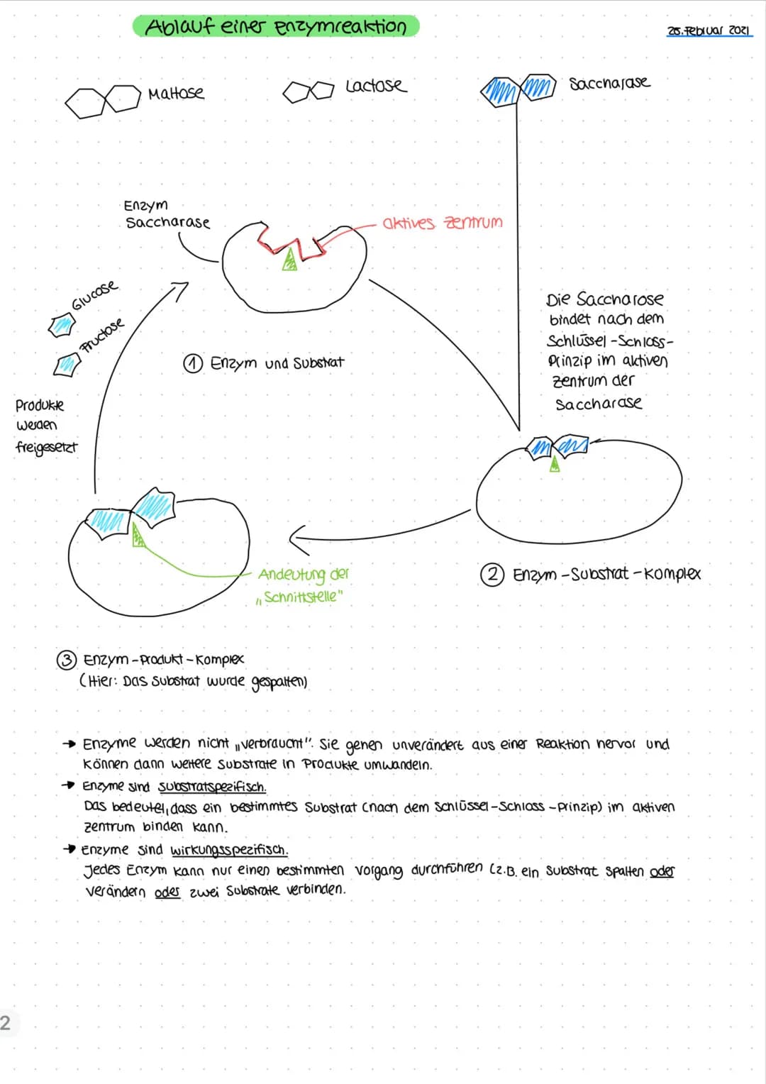 Glucose
Produkte
werden
freigesetzt
Ablauf einer enzymreaktion.
Fructose
Maltose
Enzym
Saccharase
Enzym und Substrat
Andeutung der
Schnittst