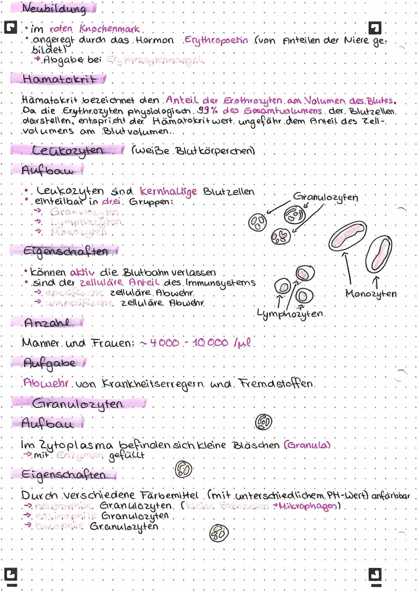 Blut
Zusammensetzung des Blutes.
45% Blutzellen
feste Bestandteile
Erythrozyten
~ 5.mio ljub
Transport
Granulozyten
Lymphozyten
Monozyten
Ab