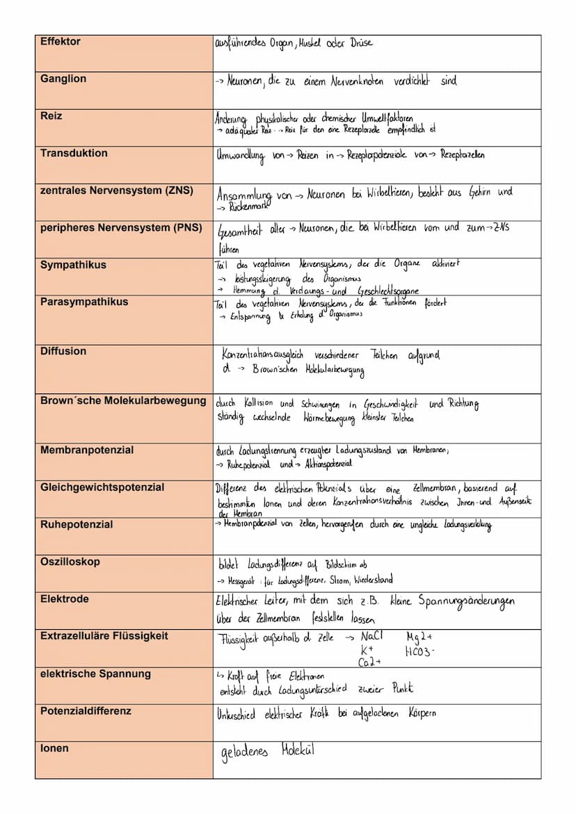 Neuronen und Bioelektrizität
Neuron
Dendrit
Soma
Axonhügel
Axon / Neurit
Mikrotubuli
Schwann'sche Zelle
Myelinscheide / Markscheide
Ranvier'