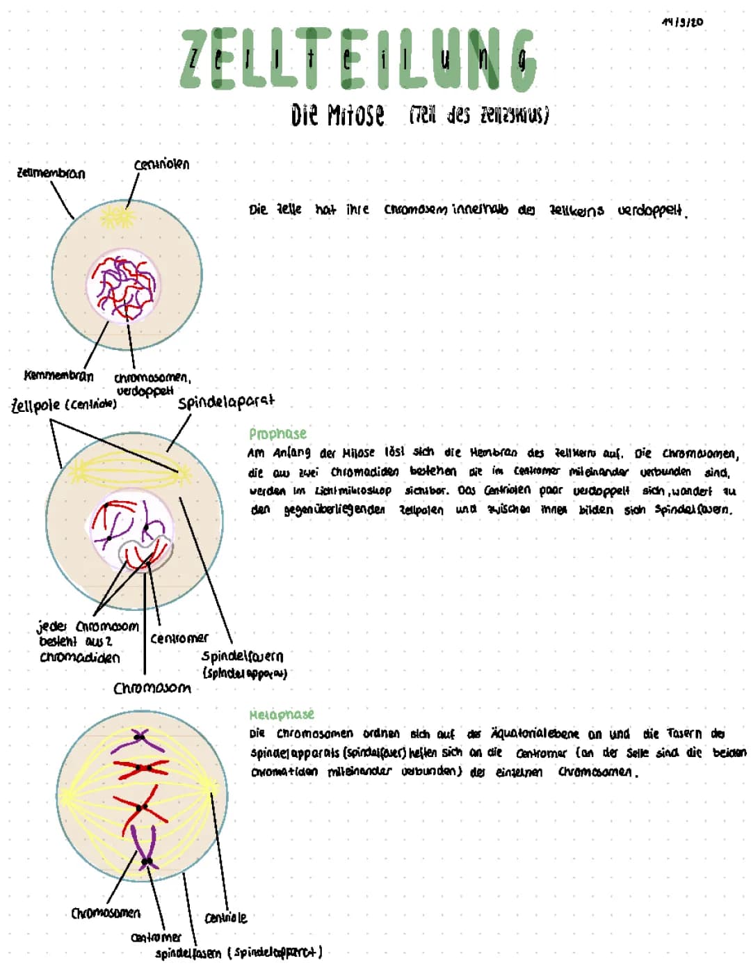 Zellteilung- Mitose und Meiose 