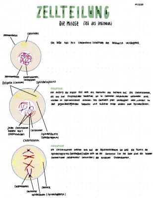 Know Zellteilung- Mitose und Meiose  thumbnail
