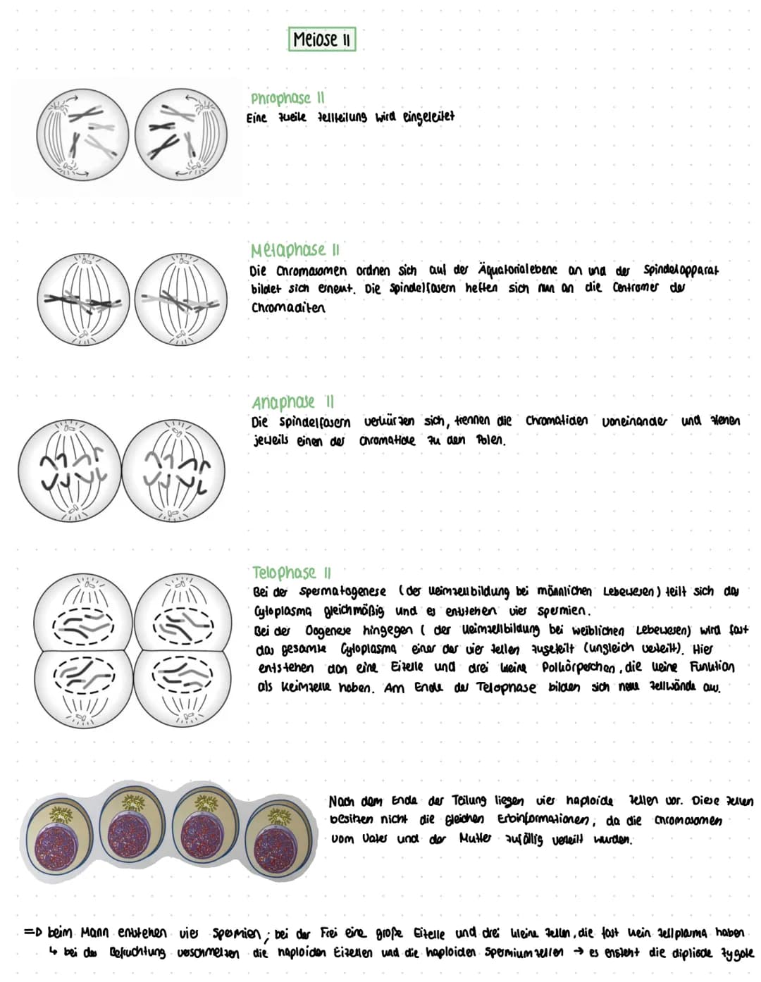 Zellmembran
centriolen
ZELLTEILUNG
Die Mitose (Teil des zenzyklus)
Kemmembran chromosomen,
verdoppelt
Zellpole (centriole)
jedes Chromosom
b