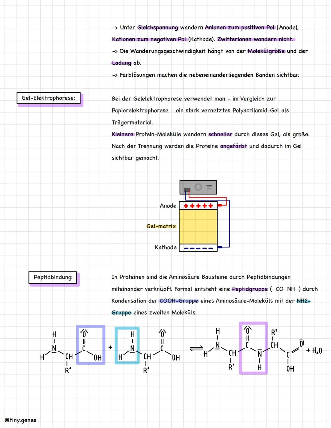 # Aminosäuren und Proteine

Aminosäuren:
Aminosäuren sind der kleinste Baustein (Monomer) der Proteine. Sie setzen sich
aus einer Aminogrupp