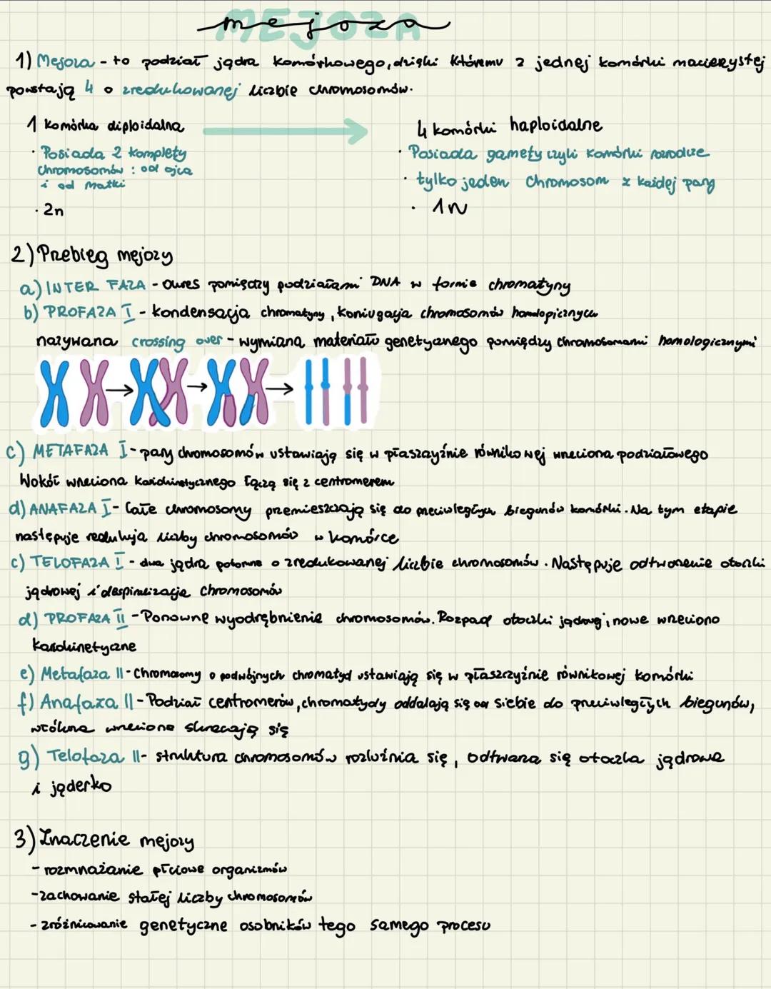 # mejoمح

1) Mesora - to podział jądra komórkowego, dzięki któremu z jednej komórki macierystėj
powstają 4 • zredukowanej liczbie chromosomó
