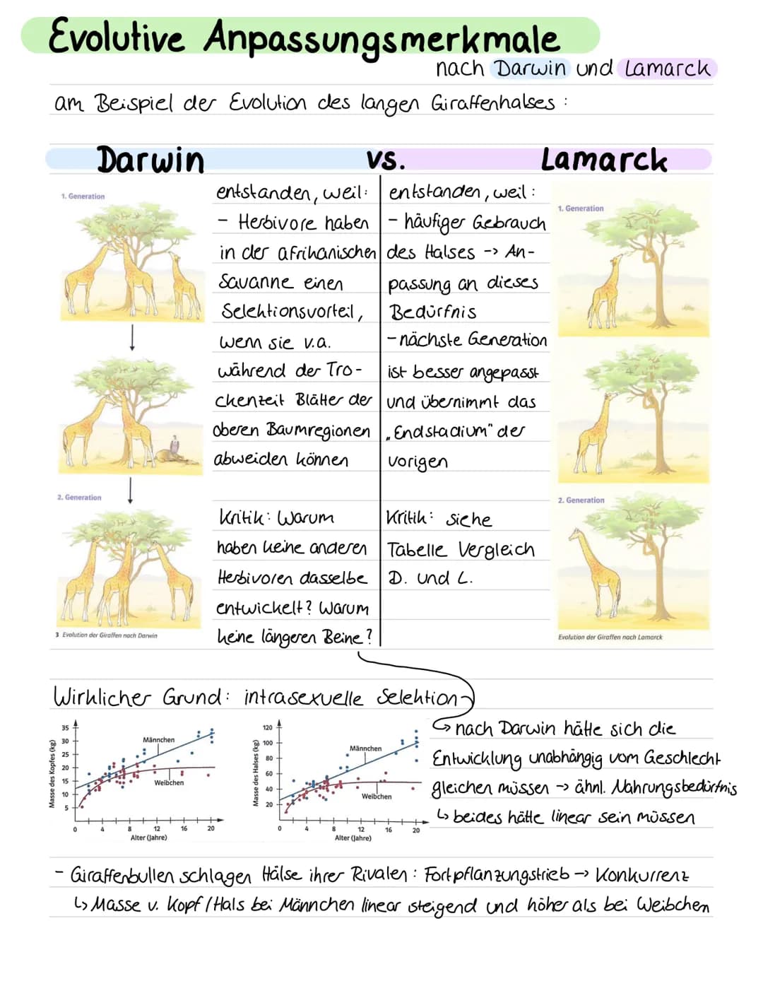 -
Charles Darwin: Selektionstheorie,
Variation
Lebewesen haben mehr Nachkommen als für Erhalt der Population
benötigt -> Populationsgröße bl