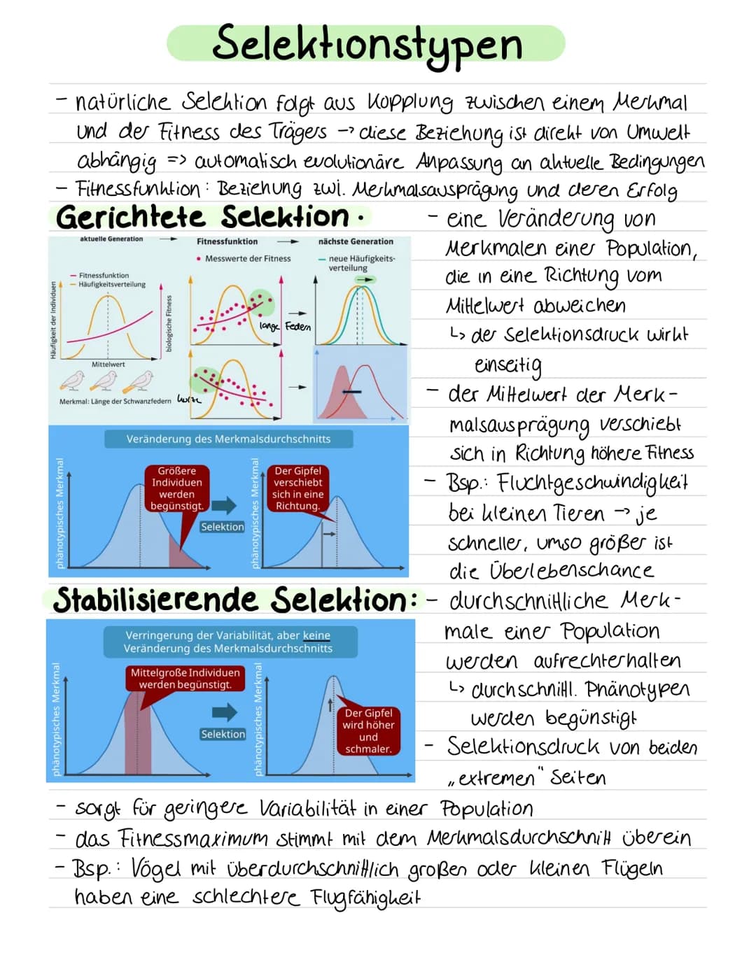 -
Charles Darwin: Selektionstheorie,
Variation
Lebewesen haben mehr Nachkommen als für Erhalt der Population
benötigt -> Populationsgröße bl