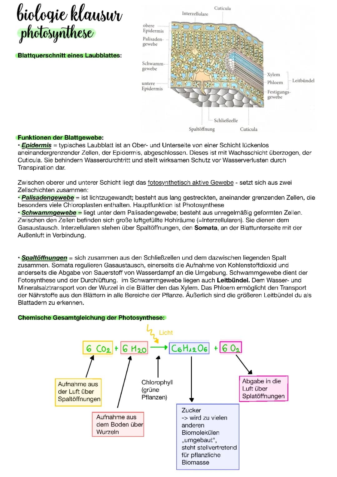  Fotosynthese, Biologie 