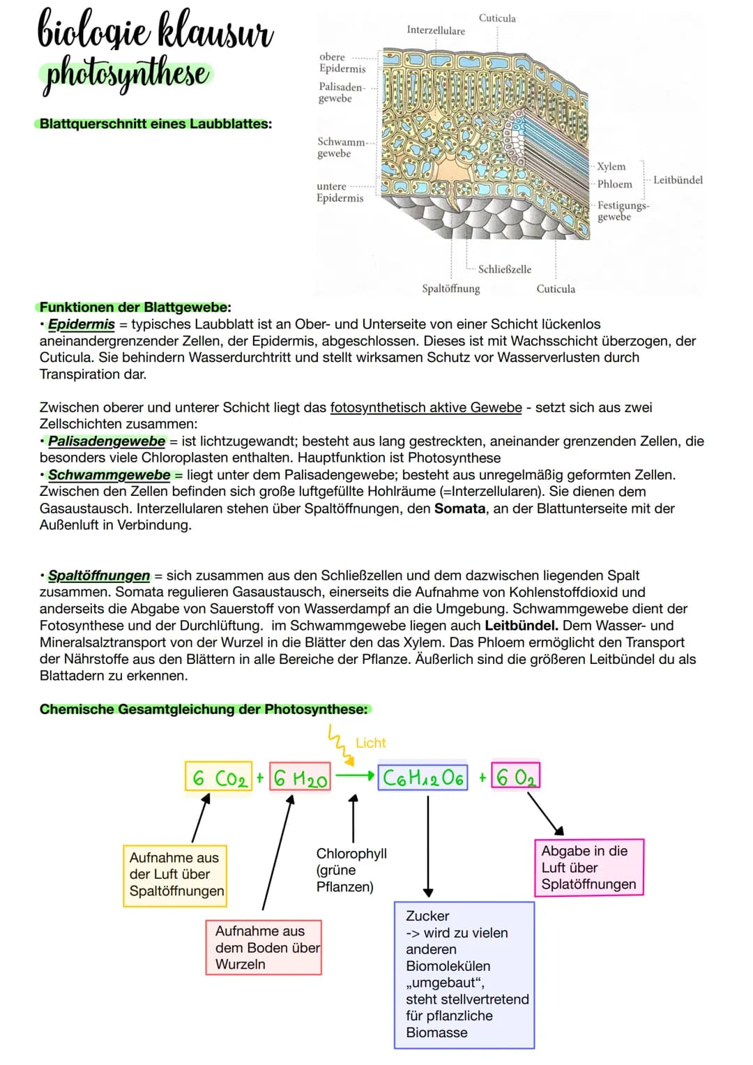 biologie klausur
photosynthese
Blattquerschnitt eines Laubblattes:
obere
Epidermis
Palisaden-
gewebe
Schwamm-
gewebe
untere
Epidermis
Aufnah