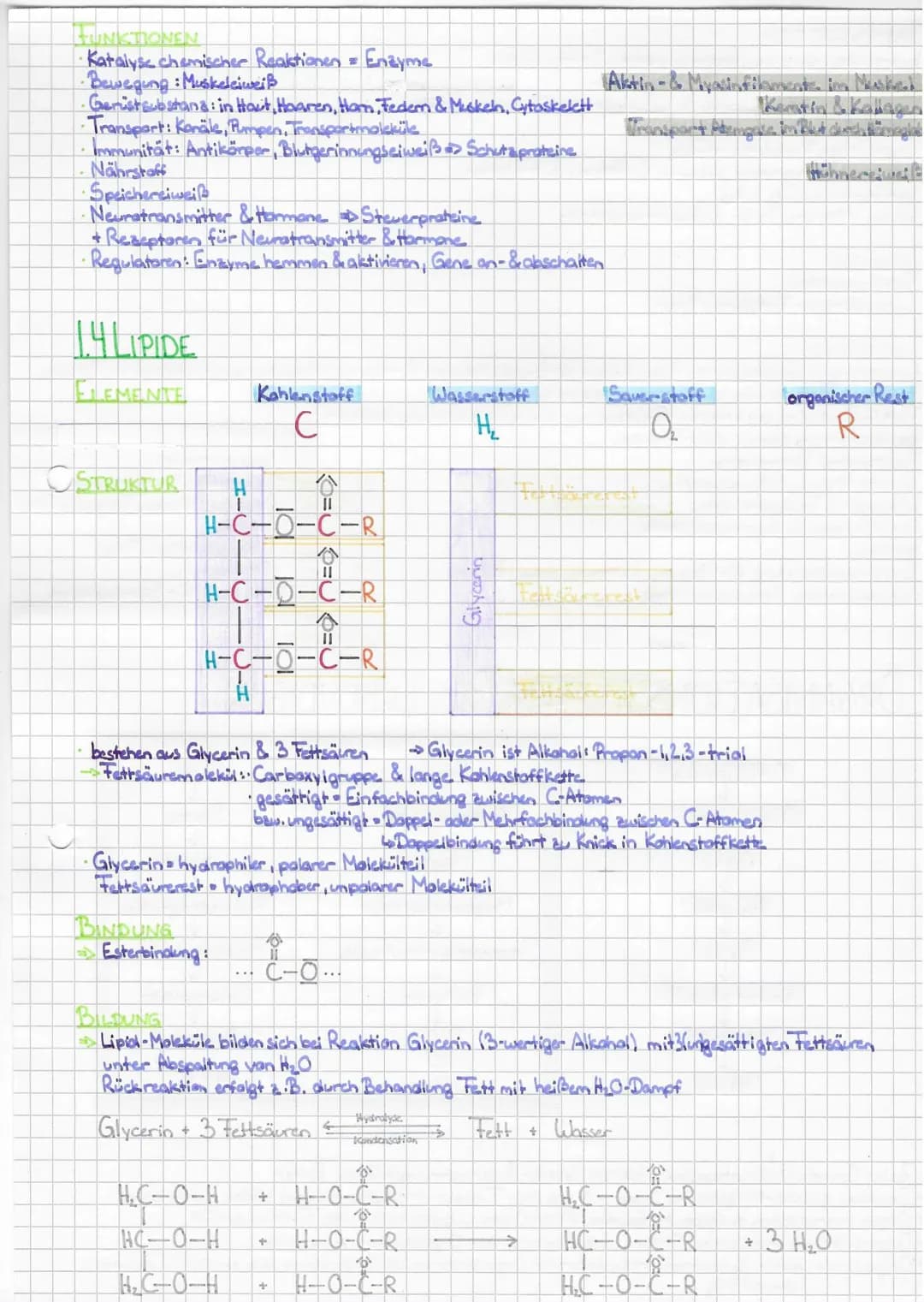 ZELLBIOLOGIE
L.BAU- & INHALTSSTOFFE DER ZELLE
WASSER
ELEMENTE
STRUKTUR
Tola
SH
Sauerstoff
O₂
.
Ho
Wasserstoff
H
S
$
• H-Atome stehen in Wink