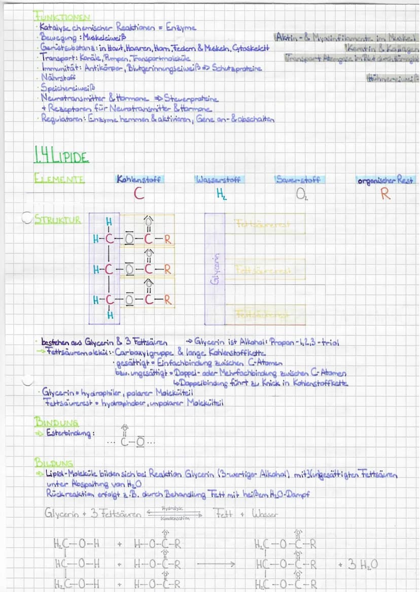 ZELLBIOLOGIE
L.BAU- & INHALTSSTOFFE DER ZELLE
WASSER
ELEMENTE
STRUKTUR
Tola
SH
Sauerstoff
O₂
.
Ho
Wasserstoff
H
S
$
• H-Atome stehen in Wink