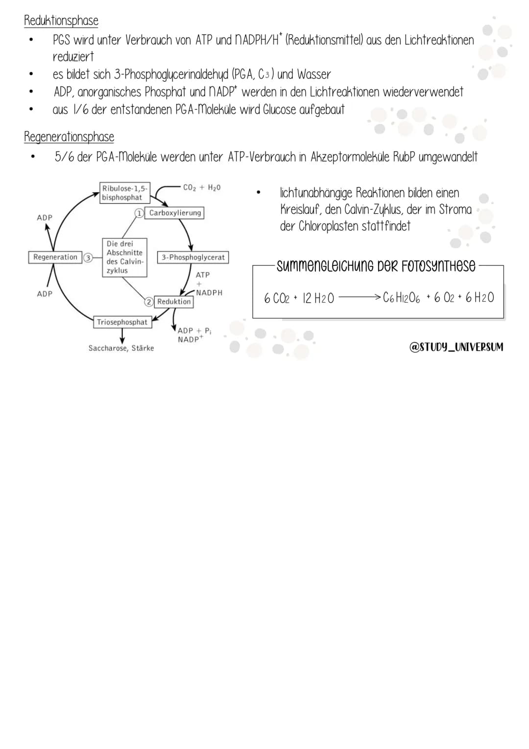 Biologie
ÖKOLOGIE Ökologie
Umweltfaktoren und ökologische
Potenz
Dynamik von Populationen
Stoffkreislauf und Energiefluss
Mensch und Ökosyst
