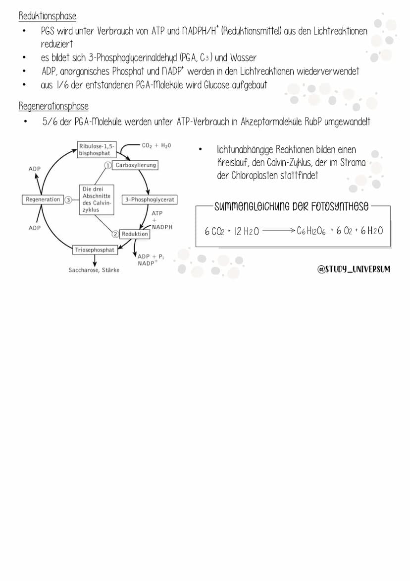 Biologie
ÖKOLOGIE Ökologie
Umweltfaktoren und ökologische
Potenz
Dynamik von Populationen
Stoffkreislauf und Energiefluss
Mensch und Ökosyst