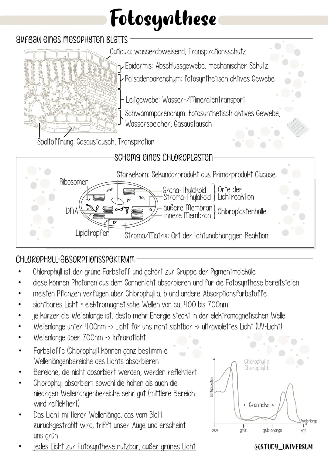 Biologie
ÖKOLOGIE Ökologie
Umweltfaktoren und ökologische
Potenz
Dynamik von Populationen
Stoffkreislauf und Energiefluss
Mensch und Ökosyst