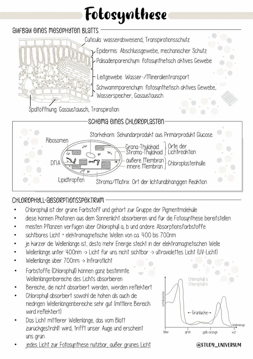 Biologie
ÖKOLOGIE Ökologie
Umweltfaktoren und ökologische
Potenz
Dynamik von Populationen
Stoffkreislauf und Energiefluss
Mensch und Ökosyst