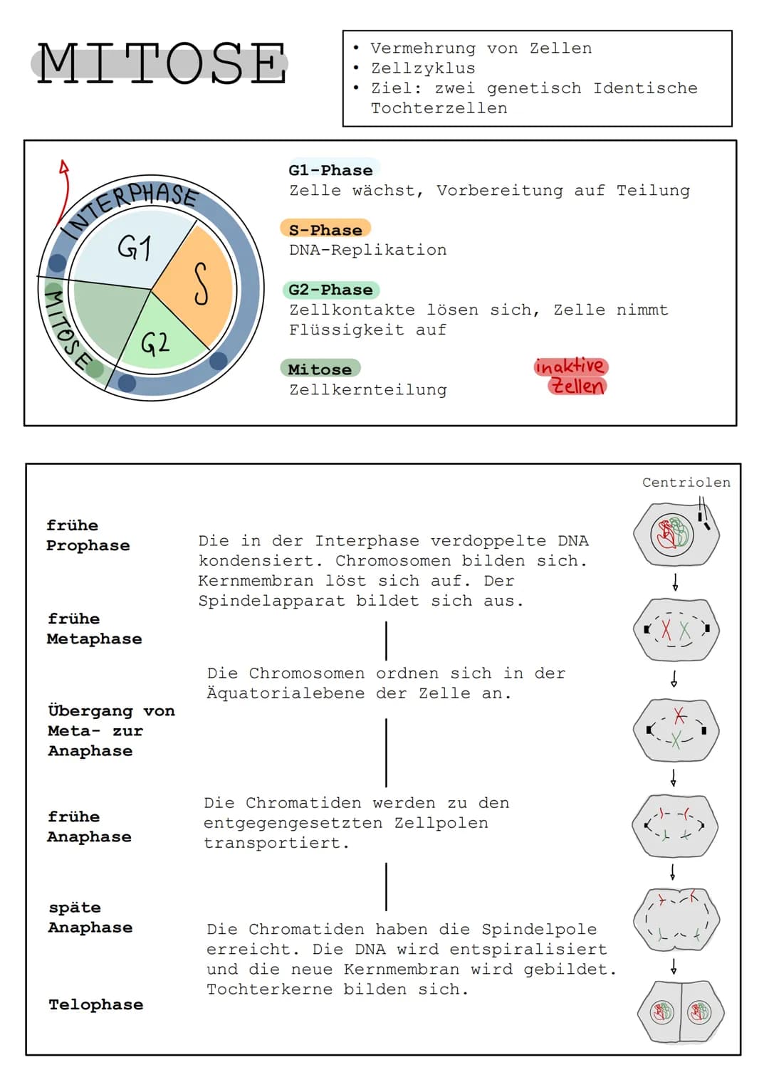 MITOSE
INTERPHASE
G1
TOSE
frühe
Prophase
frühe
Metaphase
G2
Übergang von
Meta- zur
Anaphase
frühe
Anaphase
späte
Anaphase
Telophase
S
●
S-Ph