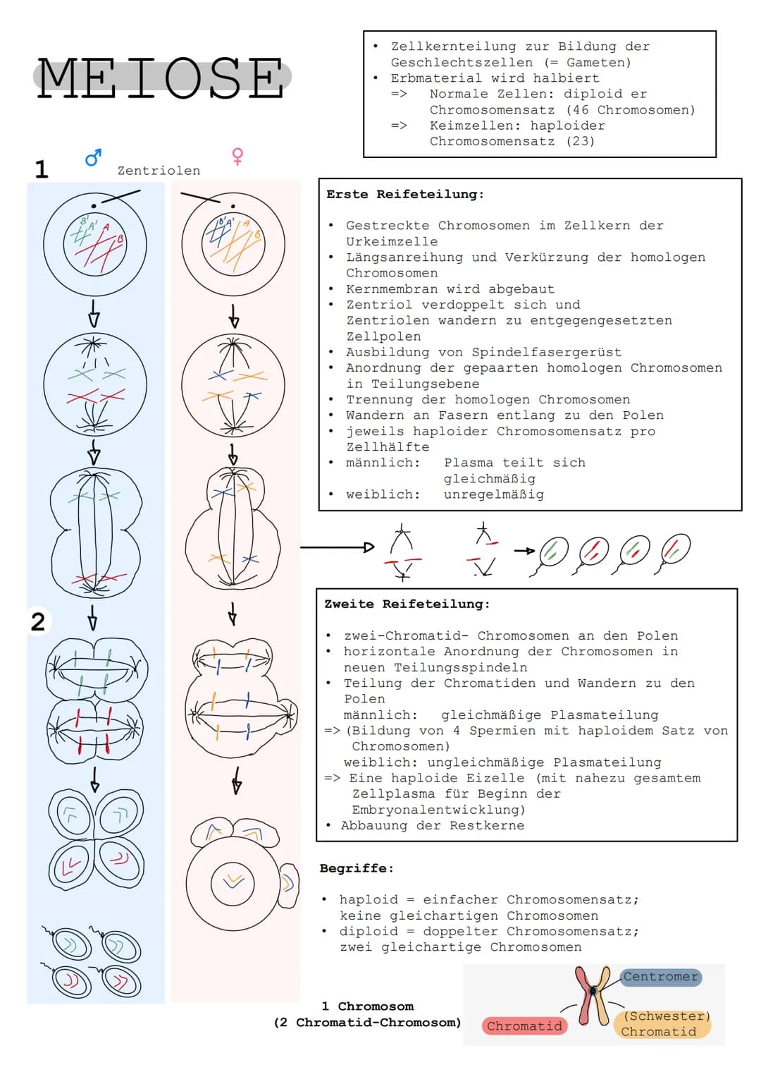 MITOSE
INTERPHASE
G1
TOSE
frühe
Prophase
frühe
Metaphase
G2
Übergang von
Meta- zur
Anaphase
frühe
Anaphase
späte
Anaphase
Telophase
S
●
S-Ph