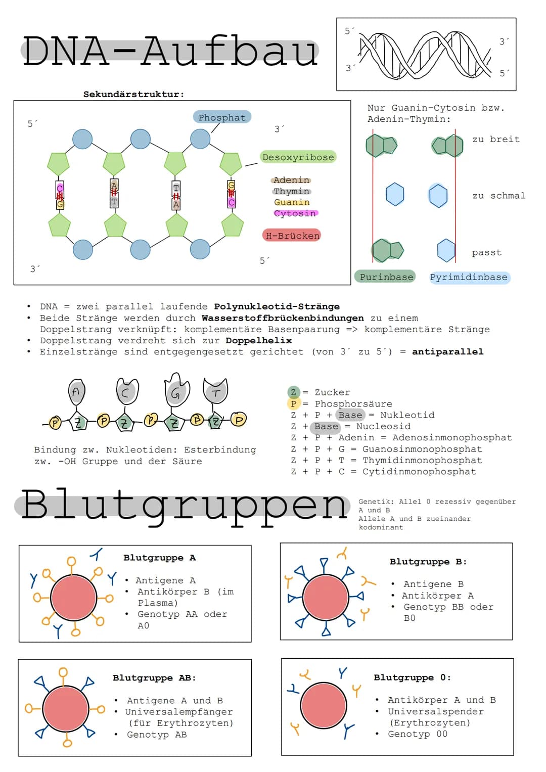 MITOSE
INTERPHASE
G1
TOSE
frühe
Prophase
frühe
Metaphase
G2
Übergang von
Meta- zur
Anaphase
frühe
Anaphase
späte
Anaphase
Telophase
S
●
S-Ph