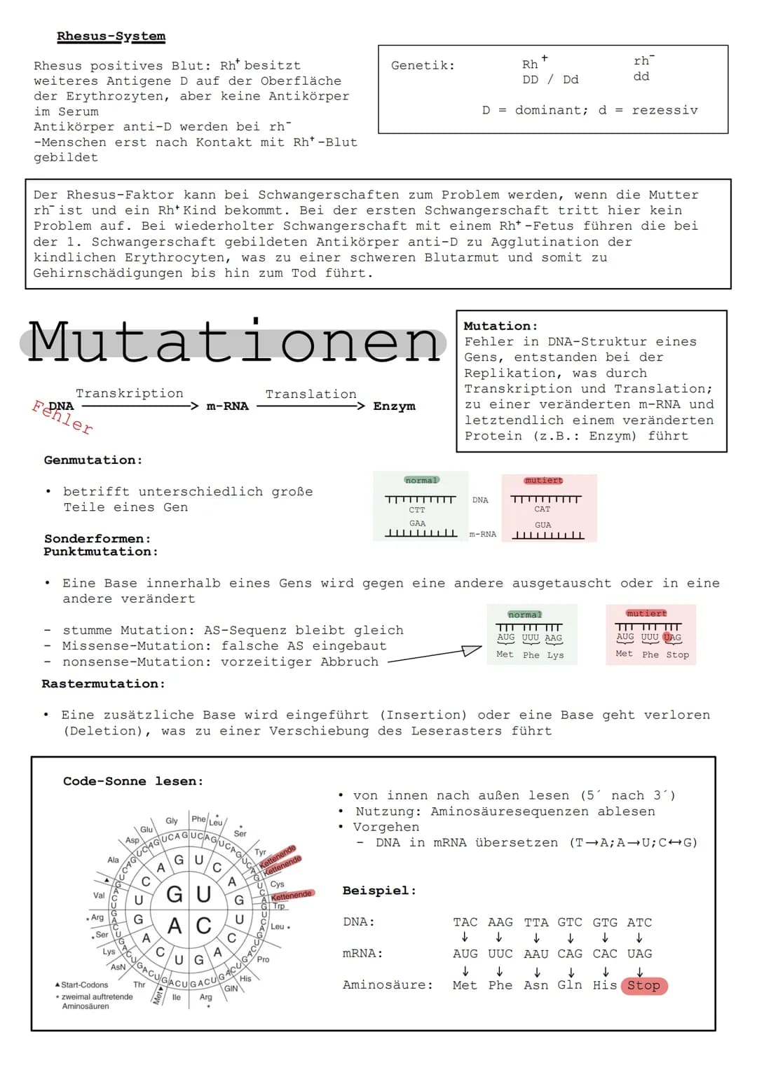 MITOSE
INTERPHASE
G1
TOSE
frühe
Prophase
frühe
Metaphase
G2
Übergang von
Meta- zur
Anaphase
frühe
Anaphase
späte
Anaphase
Telophase
S
●
S-Ph