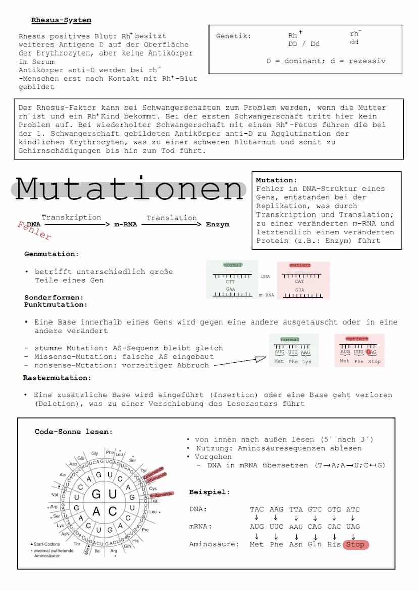 MITOSE
INTERPHASE
G1
TOSE
frühe
Prophase
frühe
Metaphase
G2
Übergang von
Meta- zur
Anaphase
frühe
Anaphase
späte
Anaphase
Telophase
S
●
S-Ph