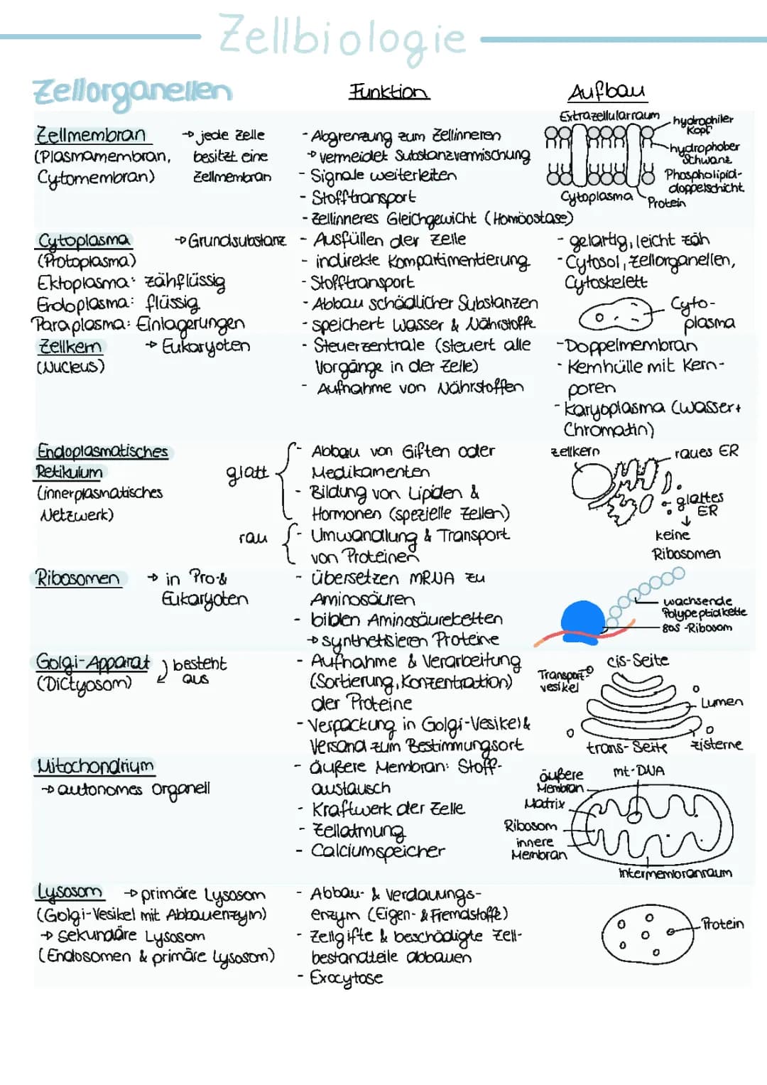 Abilernzettel Zellbiologie
