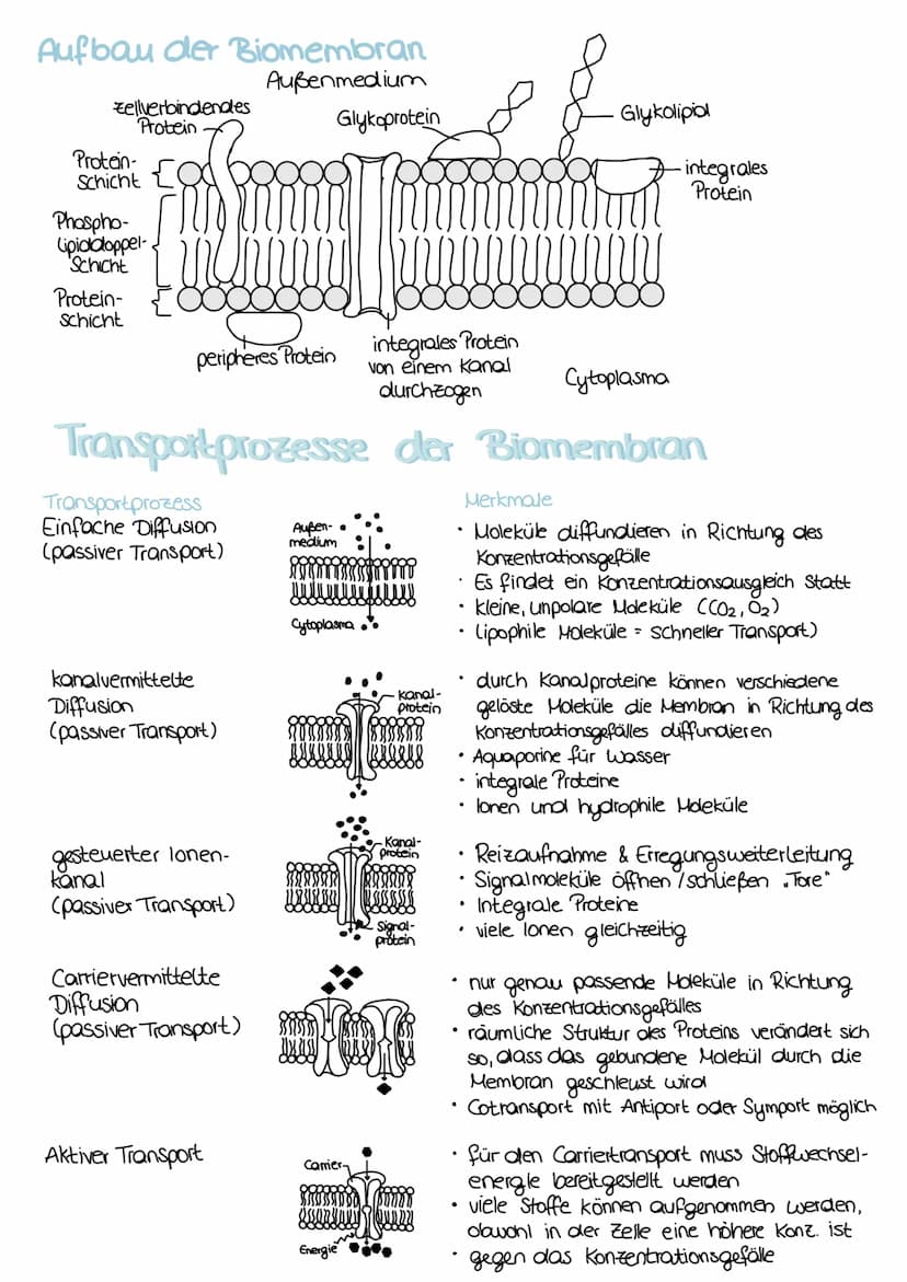 Zellorganellen
Zellmembran
(Plasmamembran, besitzt eine
→ jede Zelle
Cytomembran) Zellmembran
Cytoplasma
(Protoplasma)
Ektoplasma zähflüssig