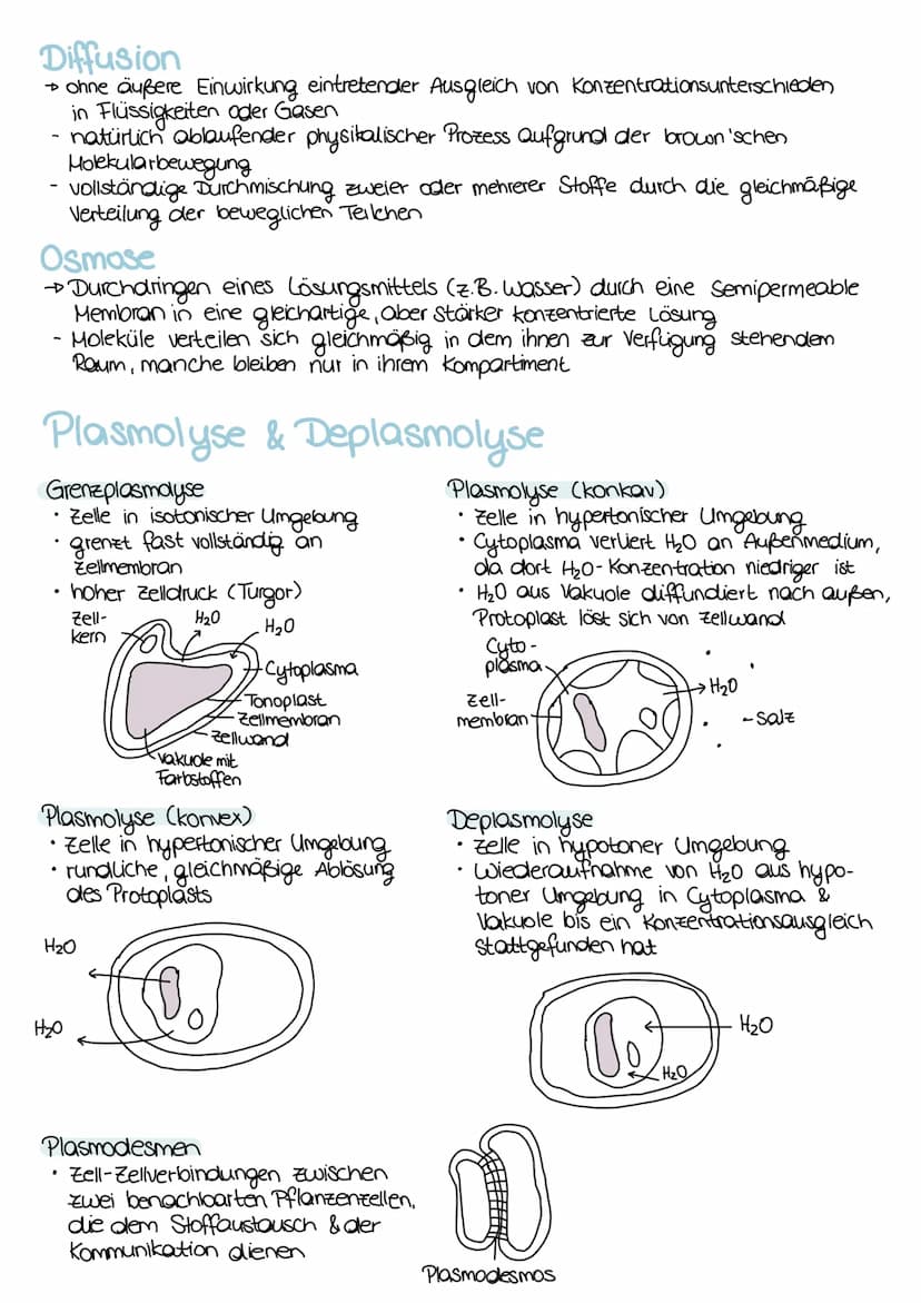 Zellorganellen
Zellmembran
(Plasmamembran, besitzt eine
→ jede Zelle
Cytomembran) Zellmembran
Cytoplasma
(Protoplasma)
Ektoplasma zähflüssig
