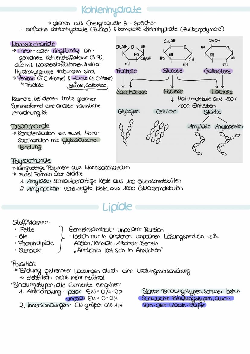 Zellorganellen
Zellmembran
(Plasmamembran, besitzt eine
→ jede Zelle
Cytomembran) Zellmembran
Cytoplasma
(Protoplasma)
Ektoplasma zähflüssig