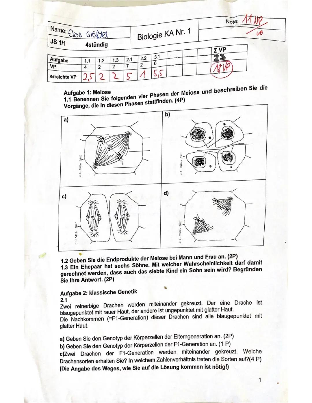 Meiosis Made Easy: Understanding Meiosis Phases and Differences