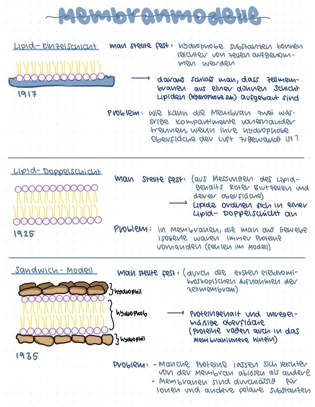 Lipid-Einzelschicht.
1917
Membranmodelle
Lipid-Doppelschicht
OOO
1925
Sandwich- Modell
1935
man stellte fest: hydrophobe Substanzen können
l