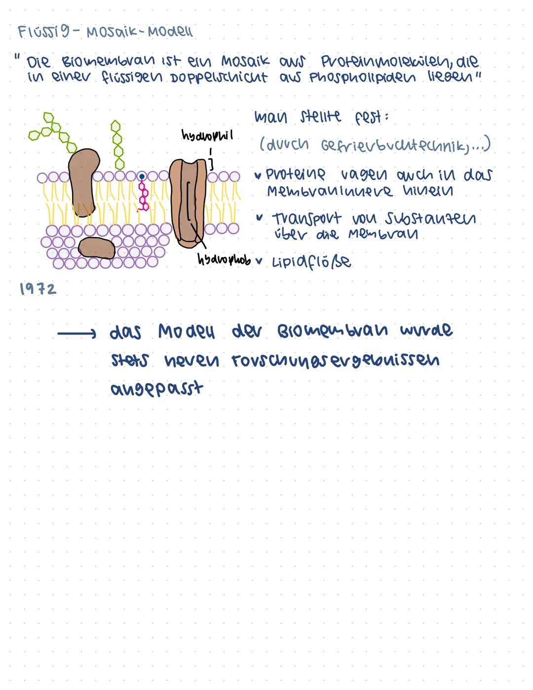 Lipid-Einzelschicht.
1917
Membranmodelle
Lipid-Doppelschicht
OOO
1925
Sandwich- Modell
1935
man stellte fest: hydrophobe Substanzen können
l