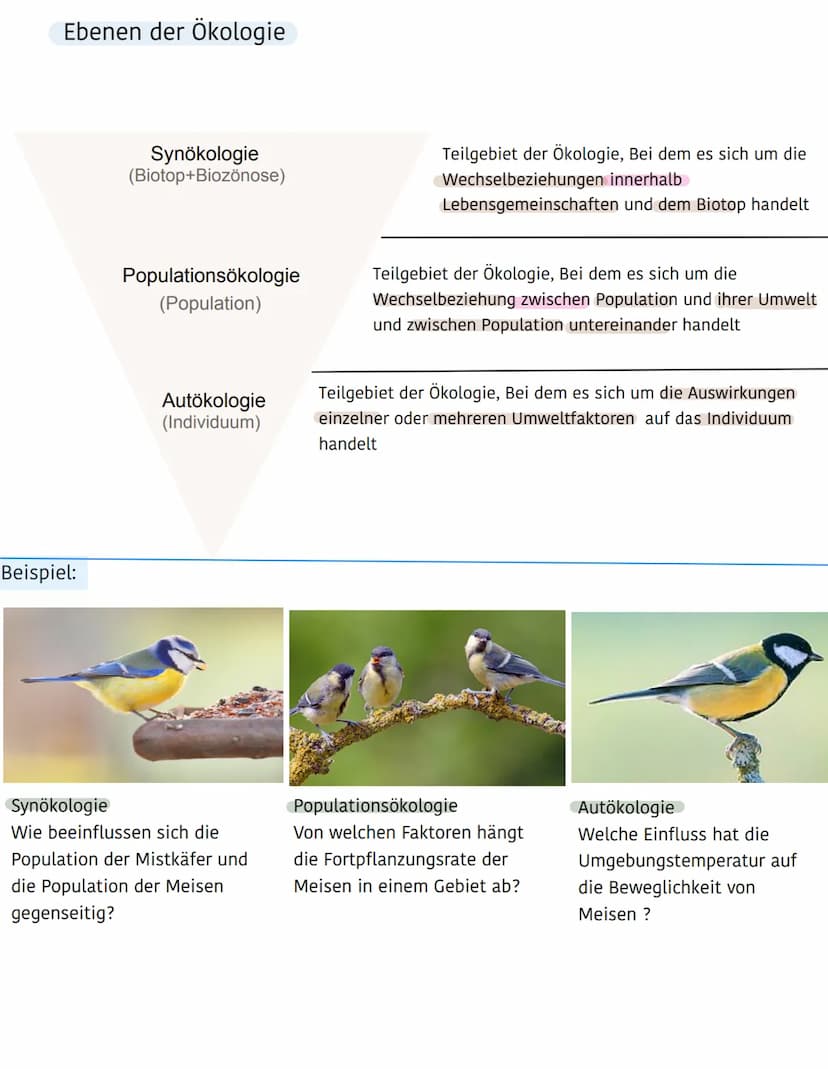 Ökologie
Ökosystem
Biotop
(Lebensraum einer
Artengemeinschaft)
besteht aus :
- Niederschlag
- Wind
Abiotische Umweltfaktoren
Biozönose
(Arte