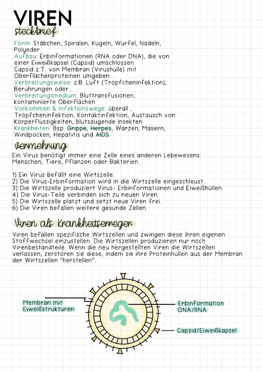 Viren Steckbrief