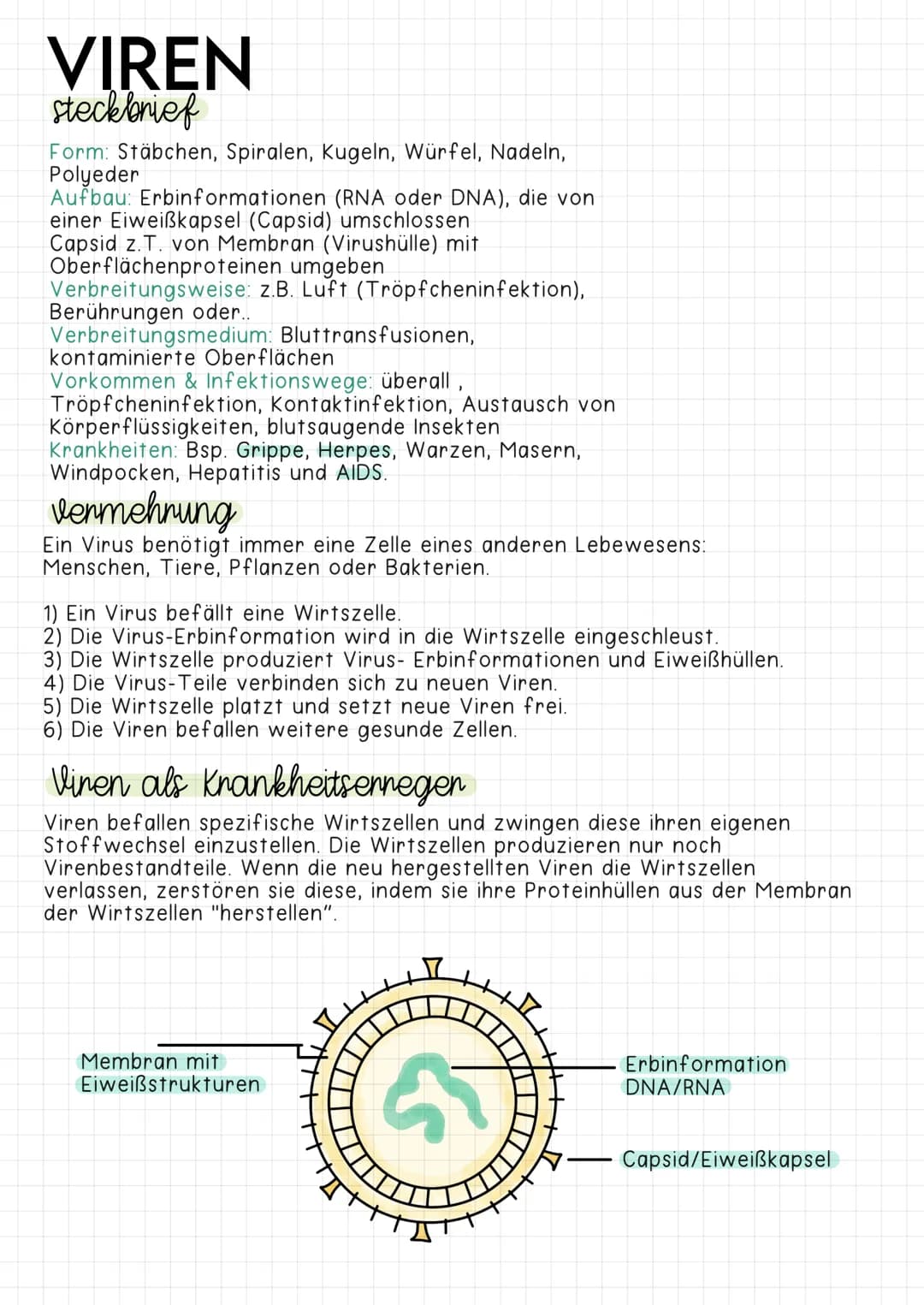 VIREN
steckbrief
Form: Stäbchen, Spiralen, Kugeln, Würfel, Nadeln,
Polyeder
Aufbau: Erbinformationen (RNA oder DNA), die von
einer Eiweißkap