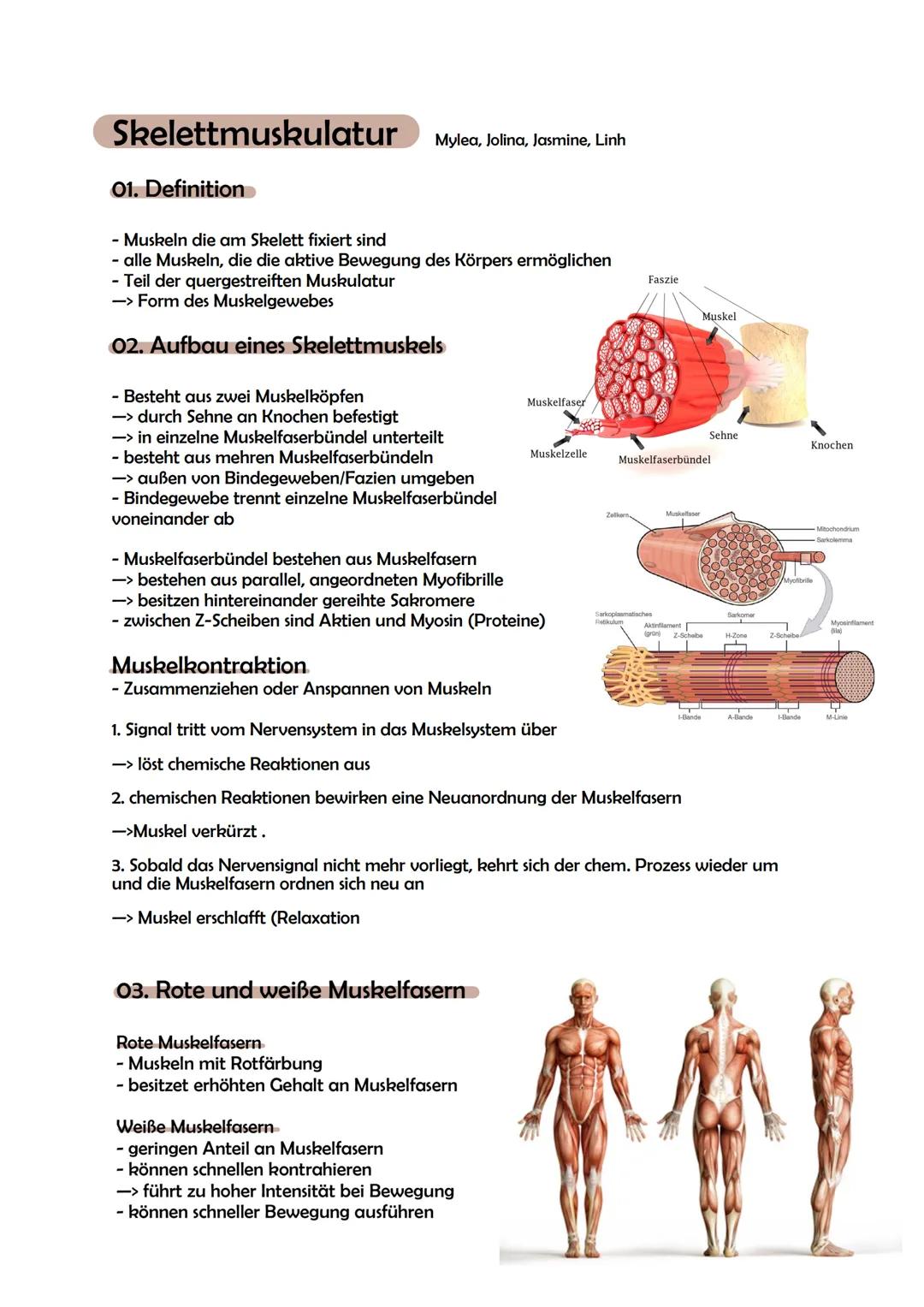 Skelettmuskulatur Mylea, Jolina, Jasmine, Linh

01. Definition

- Muskeln die am Skelett fixiert sind
- alle Muskeln, die die aktive Bewegun