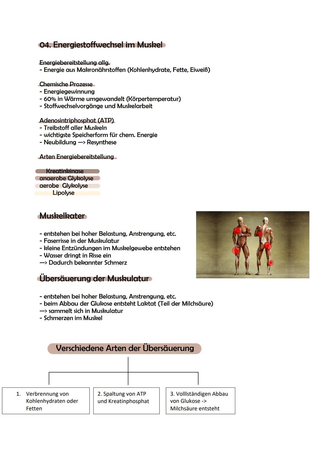 Skelettmuskulatur Mylea, Jolina, Jasmine, Linh

01. Definition

- Muskeln die am Skelett fixiert sind
- alle Muskeln, die die aktive Bewegun