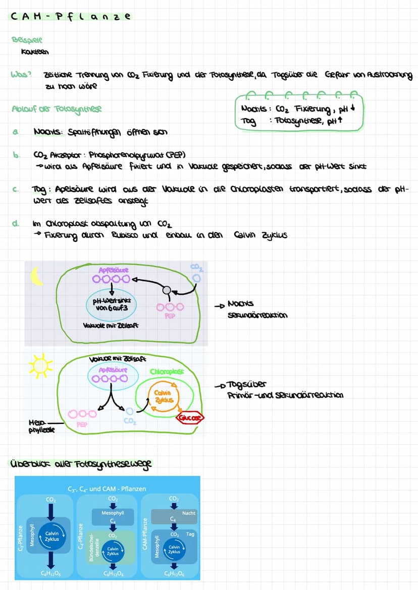 FOTOSYNTHESESPEZIALISTEN
CPflanzen
Beispiele
Mais
was?
a
Amarant
Zuckerrohr
Hirse
Bei kaum geöffneten Spaltöffnungen, bei großer Hitze, ist 