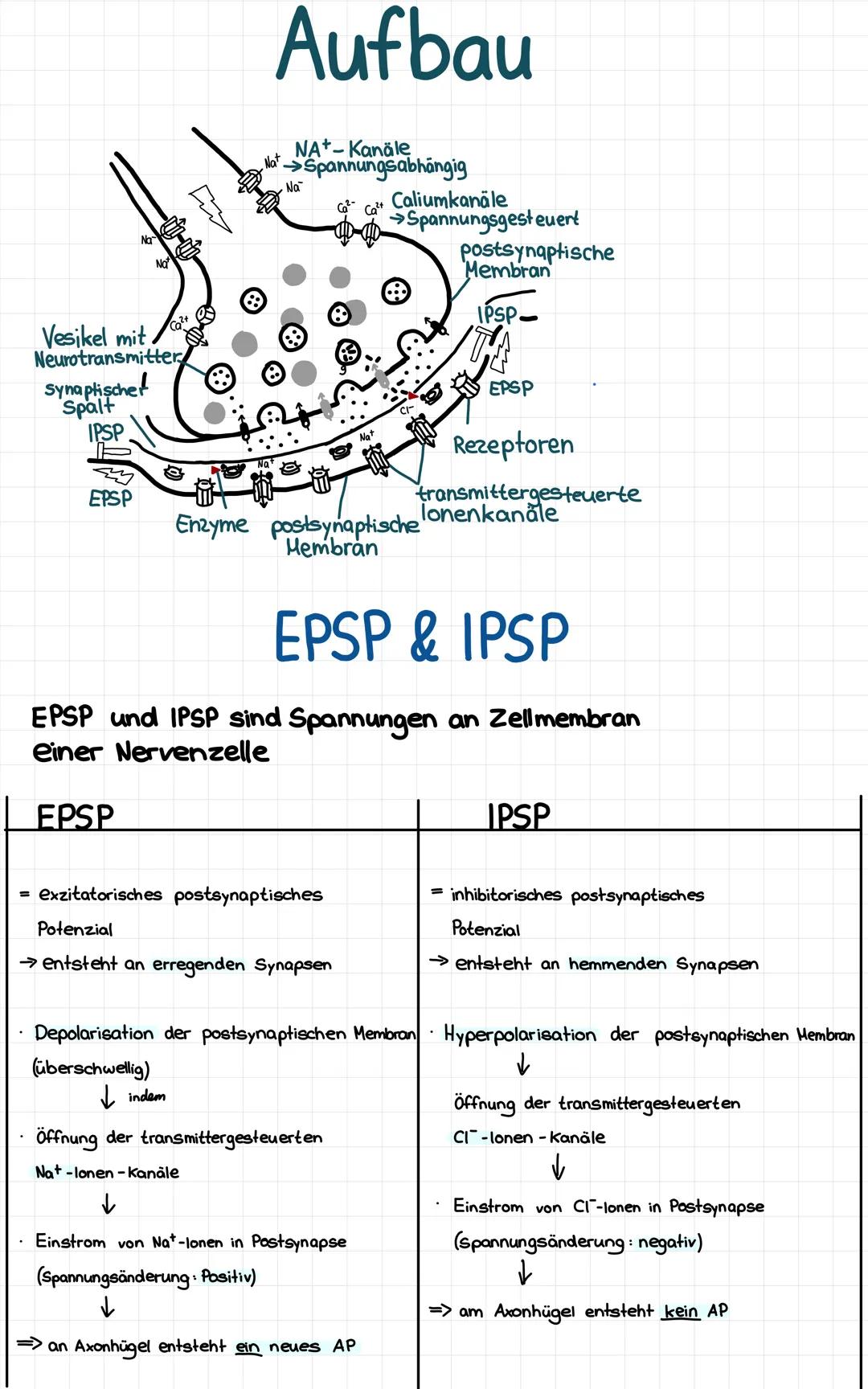 Postsynaptisches Potential einfach erklärt: Was sind IPSP und EPSP?
