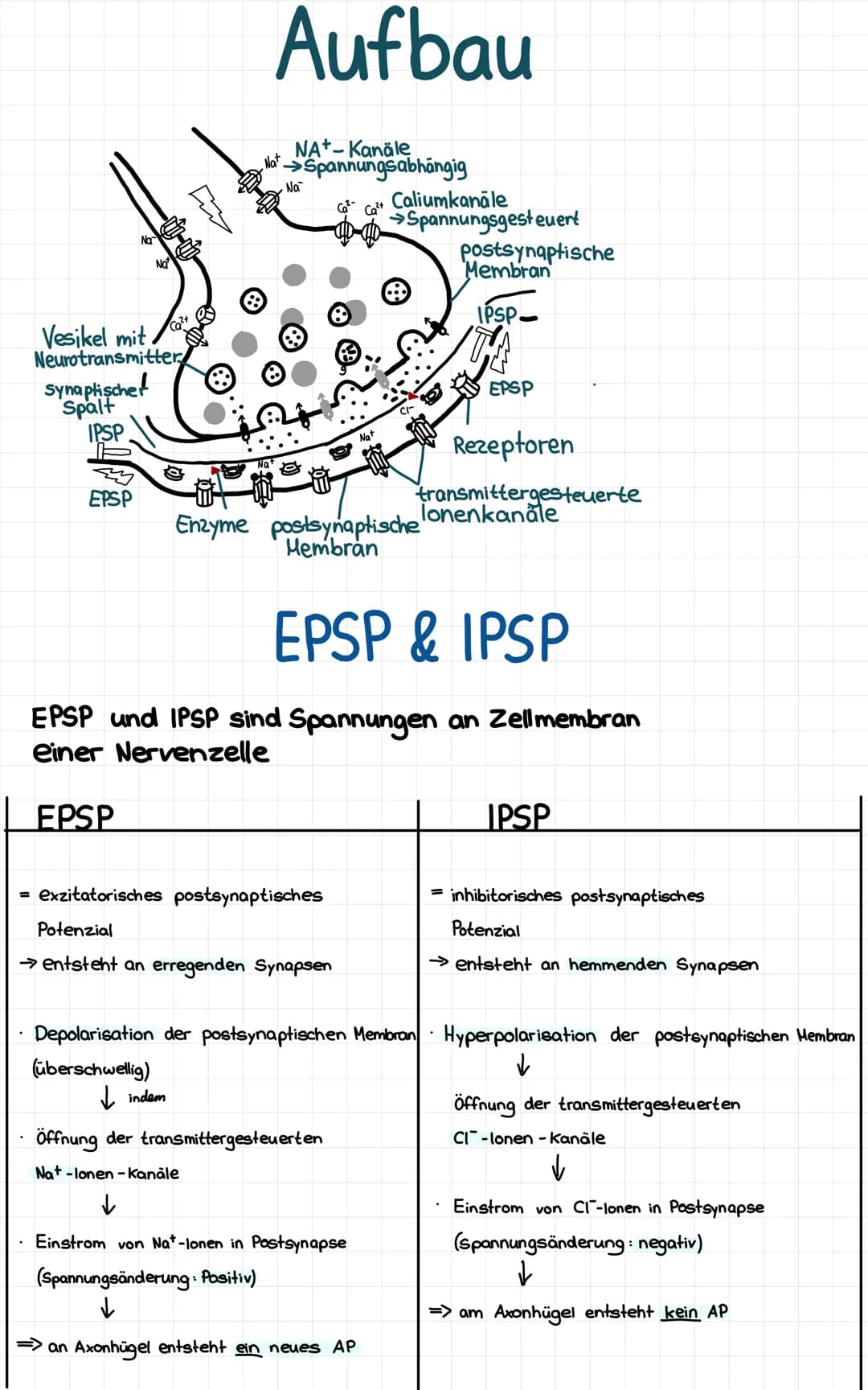 IPSP
Na
EPSP
E
Vesikel mit
Neurotransmitter
Synaptische!
Spalt
m
NOTHES
℗
Aufbau
NA+-Kanäle
Nat →Spannungsabhängig
Na
&
= exzitatorisches po