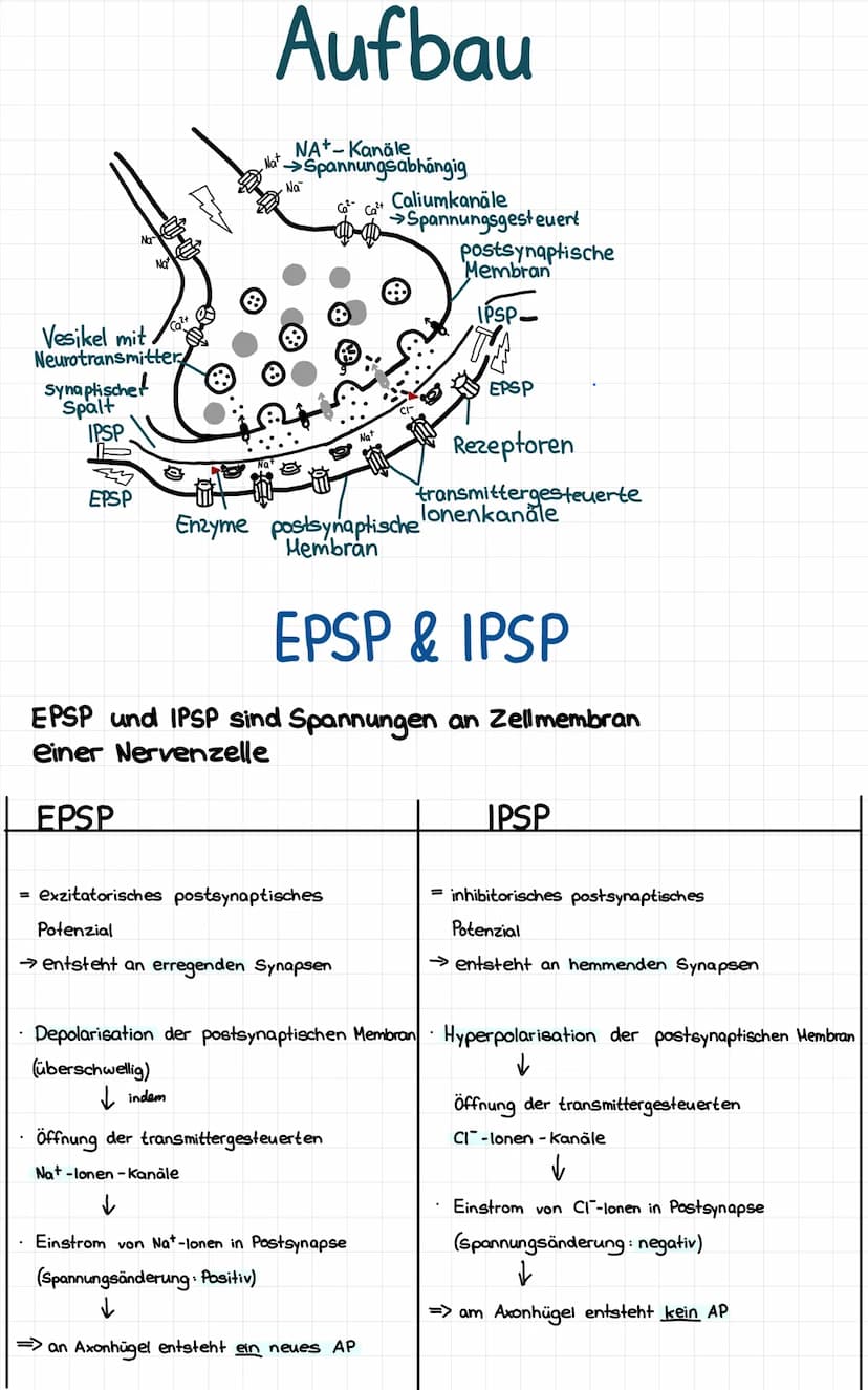 IPSP
Na
EPSP
E
Vesikel mit
Neurotransmitter
Synaptische!
Spalt
m
NOTHES
℗
Aufbau
NA+-Kanäle
Nat →Spannungsabhängig
Na
&
= exzitatorisches po