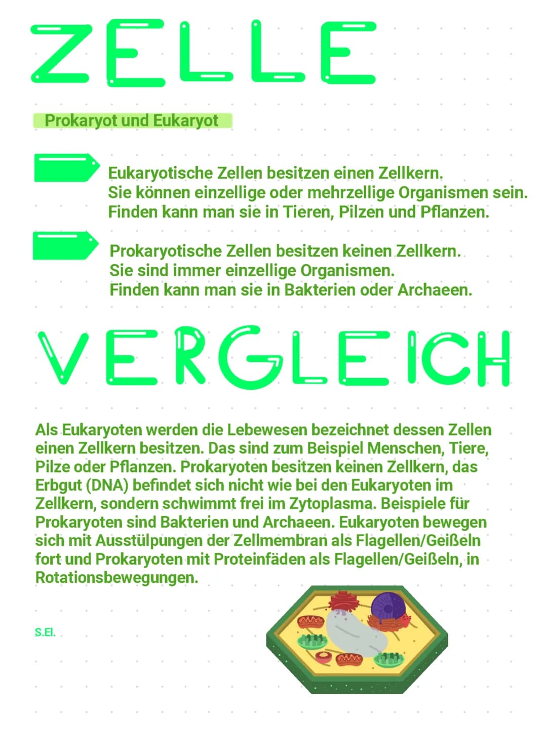 ZELLE
Prokaryot und Eukaryot
Eukaryotische Zellen besitzen einen Zellkern.
Sie können einzellige oder mehrzellige Organismen sein.
Finden ka
