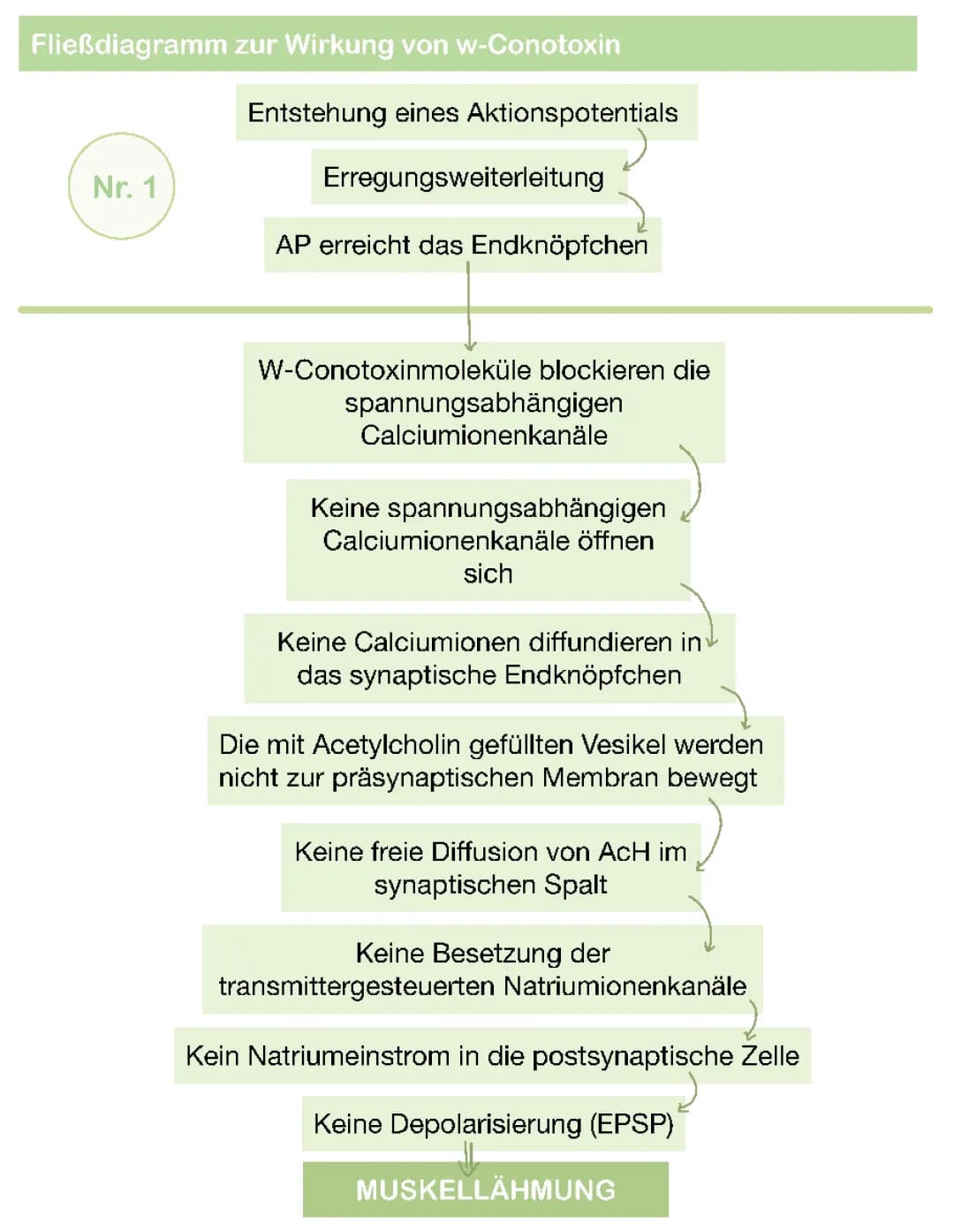 Wirkung von w-Conotoxin
