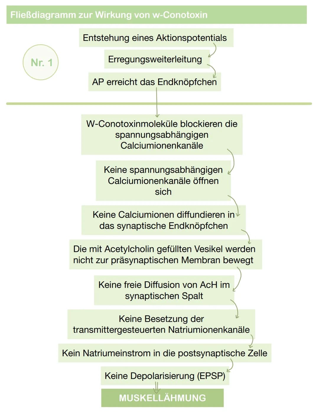 Fließdiagramm zur Wirkung von w-Conotoxin
Nr. 1
Entstehung eines Aktionspotentials
Erregungsweiterleitung
AP erreicht das Endknöpfchen
W-Con