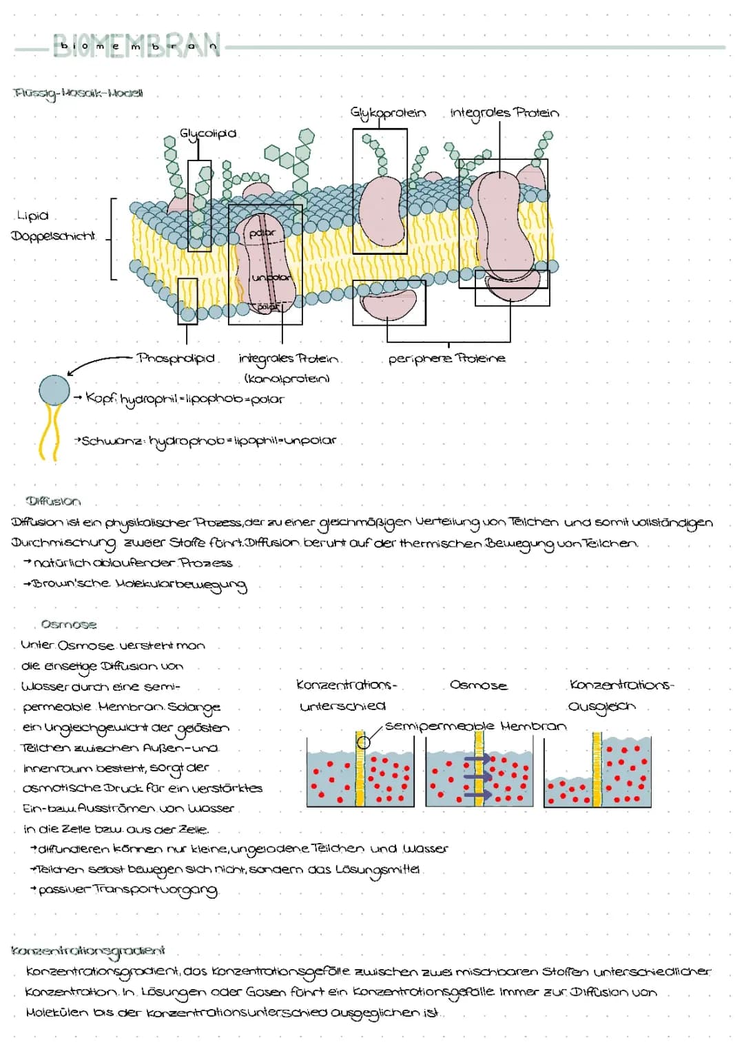 Diffusion und Osmose einfach erklärt: Unterschiede, Beispiele und das Flüssig-Mosaik-Modell