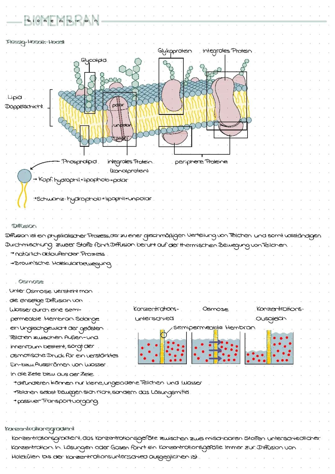 Diffusion und Osmose einfach erklärt: Unterschiede, Beispiele und das Flüssig-Mosaik-Modell