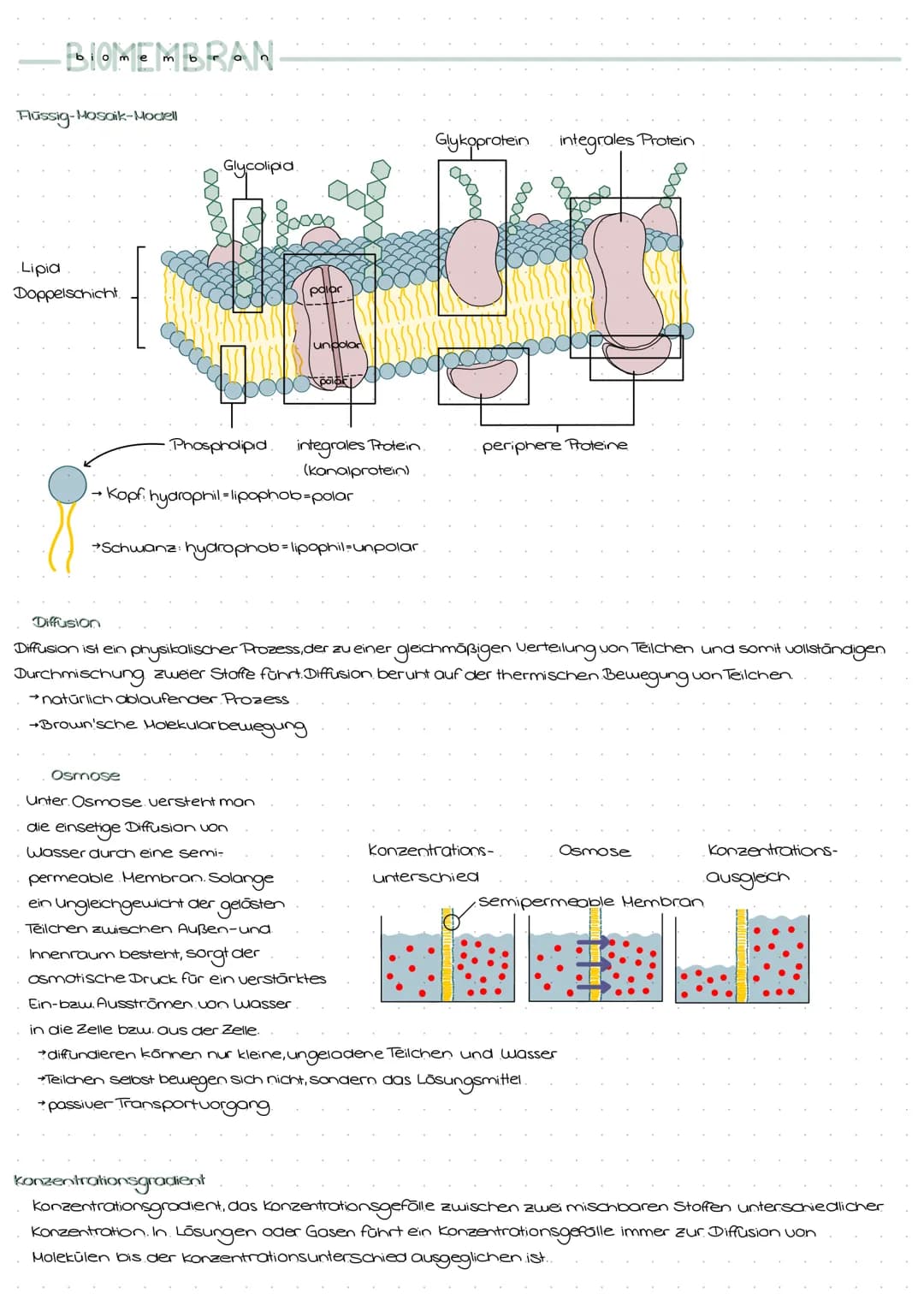 -BIOMEMBRAN
-Mosaik-Modell
Flüssig-Mo
Lipid
Doppelschicht
xxxXX
Diffusion
Glycolipid
→ Kopf hydrophil-lipophob=polar
Osmose
0000
•Phospholip