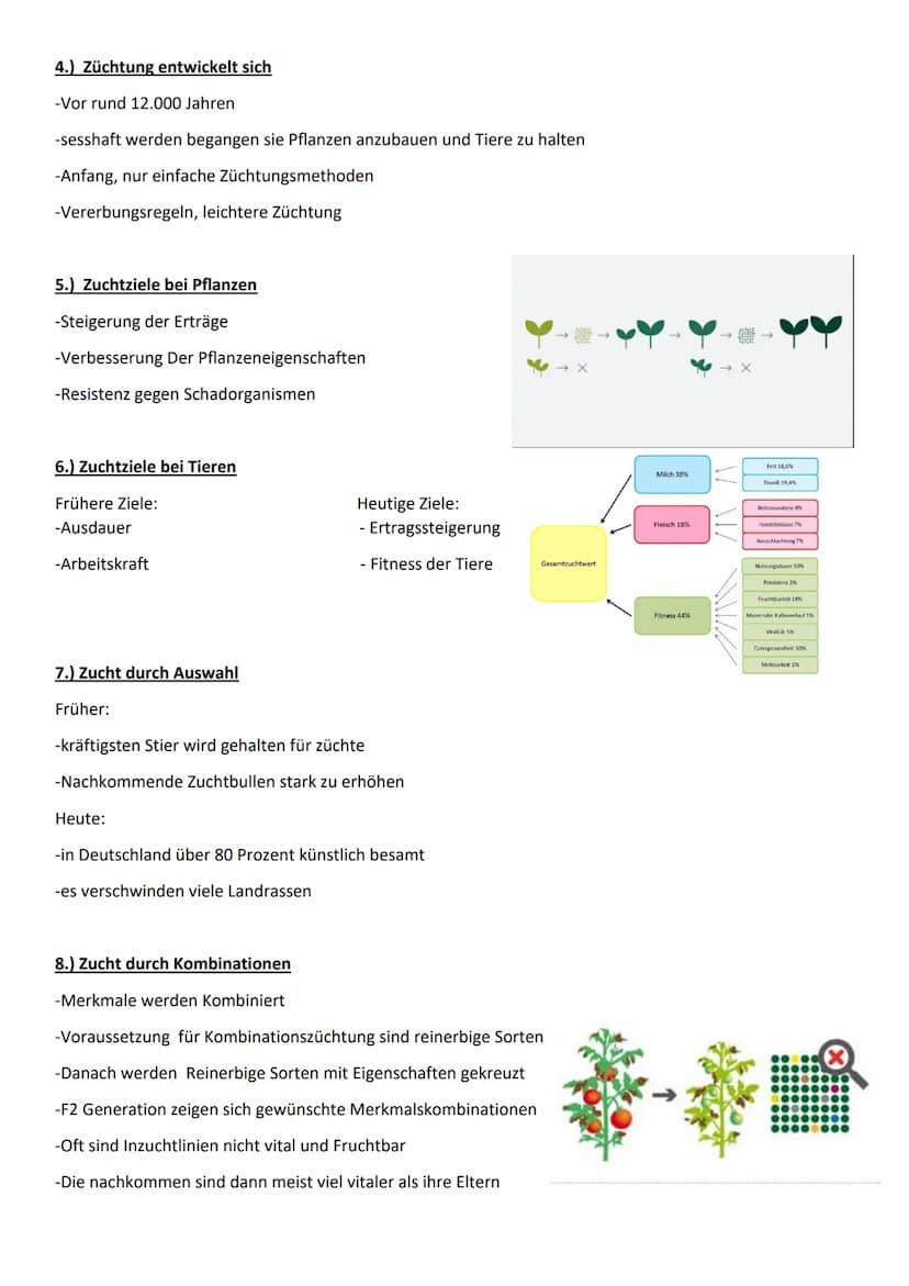 11 554
Tier und Pflanzenzucht
e
000.00 Name der Schule
Biologie 10/23
Fachlehrer:
Name :
1.) Was ist Züchtung
- künstliche Auswahl
- kontrol